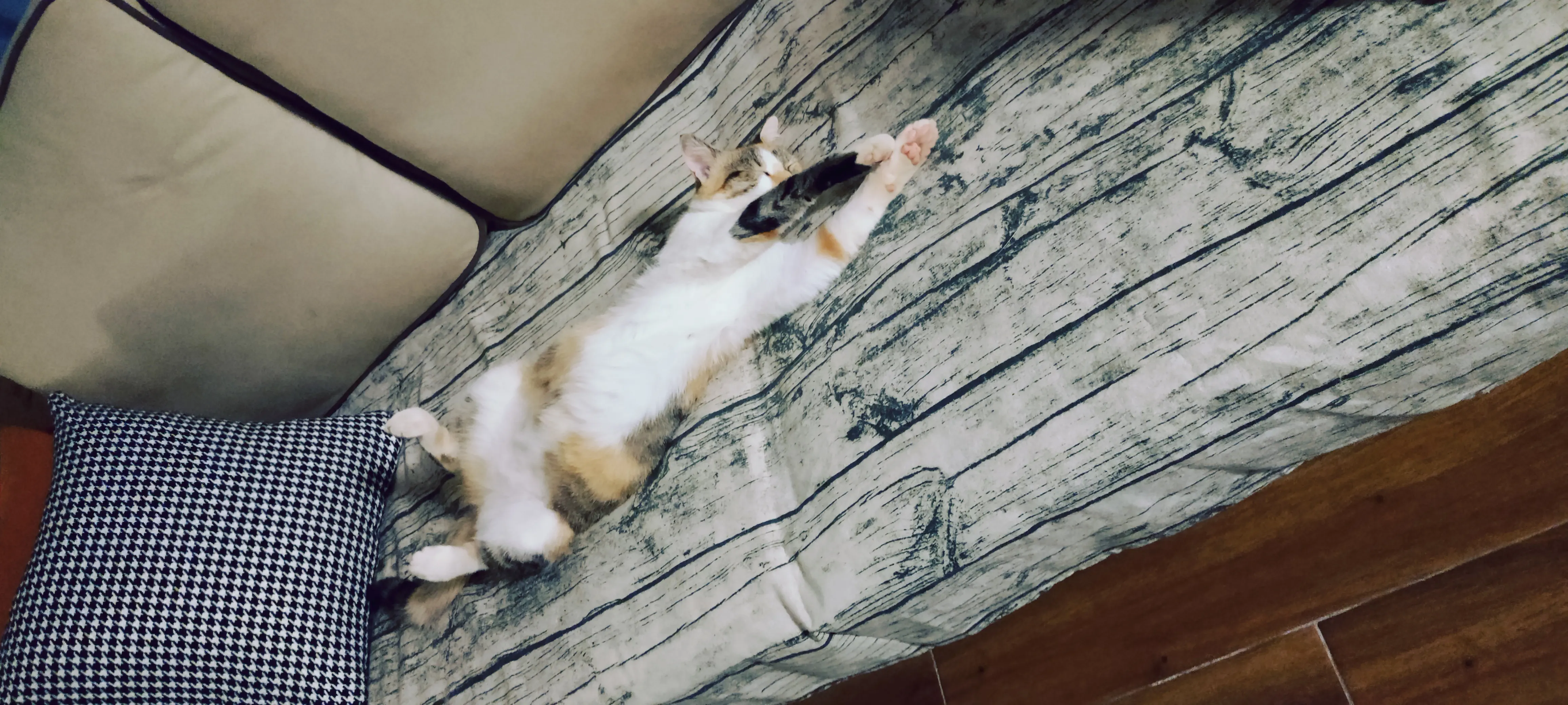 Ginger sleeps so relaxed on the sofa